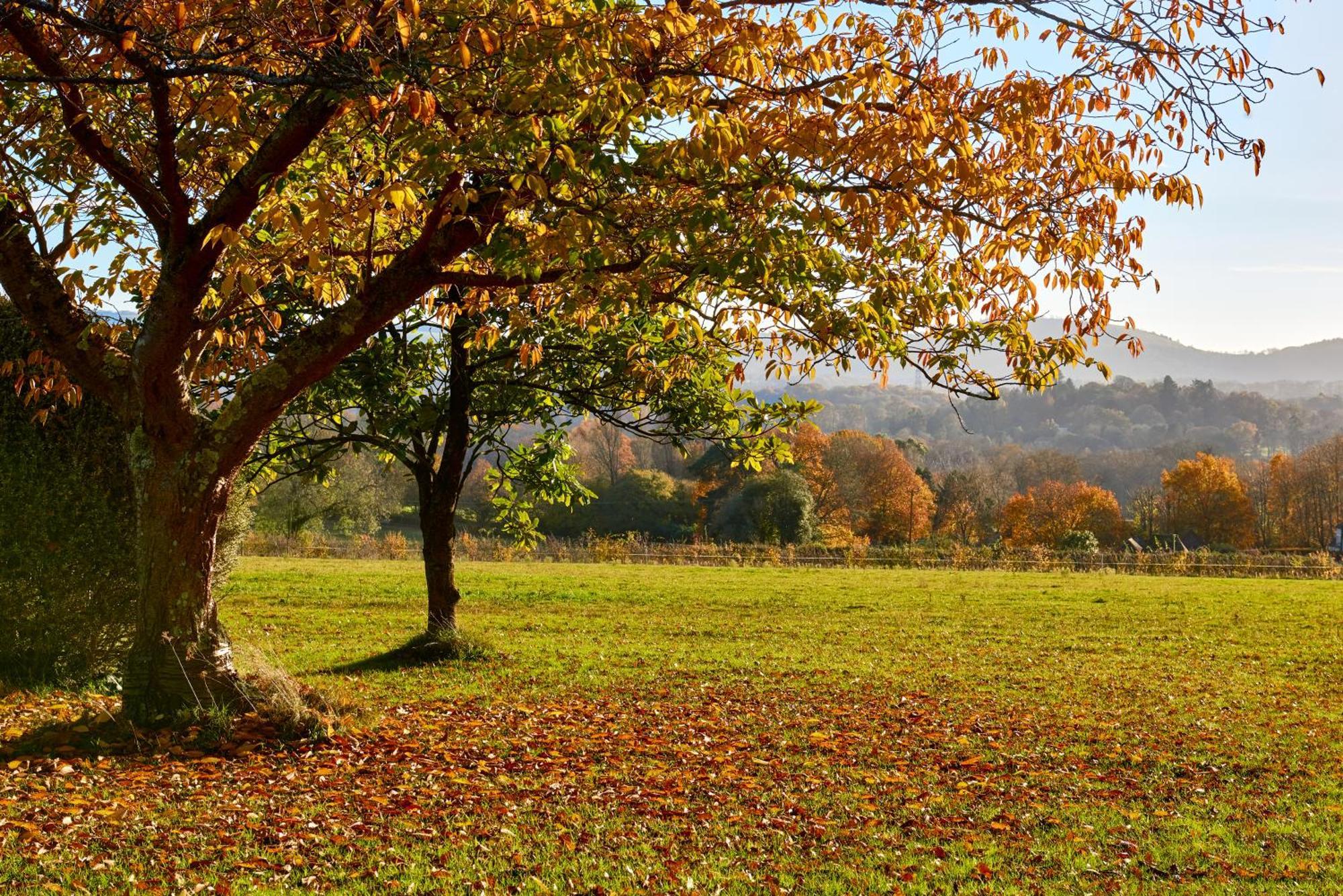 Stunning Cabin With Incredible Views Near Goodwood Rogate Eksteriør billede